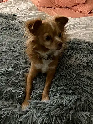 Name Chihuahua Dog Comet