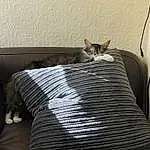 Furniture, Cat, Comfort, Textile, Carnivore, Window, Felidae, Wood, Grey, Whiskers, Couch, Door, Small To Medium-sized Cats, Bed, Linens, Tints And Shades, Tail, Hardwood, Bedding, Human Leg
