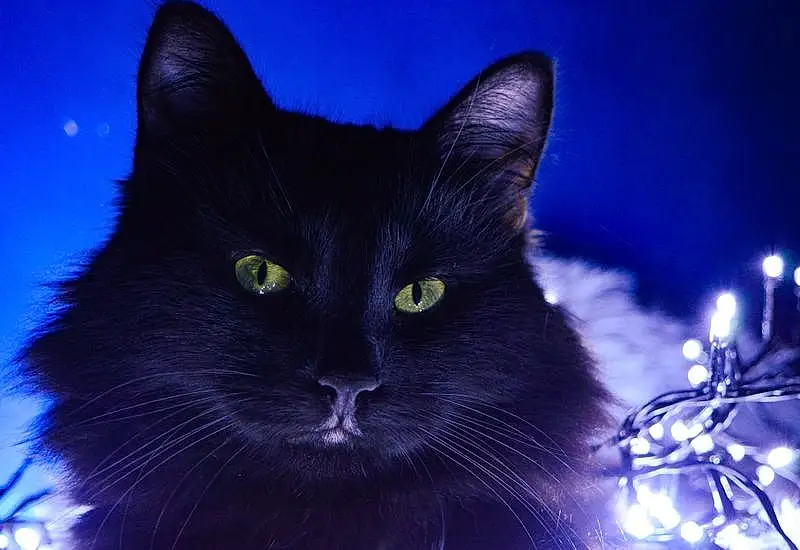 Cat, Blue, Light, Carnivore, Felidae, Small To Medium-sized Cats, Whiskers, Electric Blue, Snout, Black cats, Domestic Short-haired Cat, Furry friends, Event, Window, Darkness, Holiday