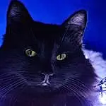 Cat, Blue, Carnivore, Felidae, Small To Medium-sized Cats, Whiskers, Electric Blue, Snout, Black cats, Furry friends, Domestic Short-haired Cat, Event, Darkness, Holiday, Window