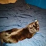 Cat, Comfort, Textile, Carnivore, Felidae, Grey, Fawn, Whiskers, Tail, Small To Medium-sized Cats, Wood, Linens, Domestic Short-haired Cat, Claw, Bed, Furry friends, Hardwood, Paw, Bedding