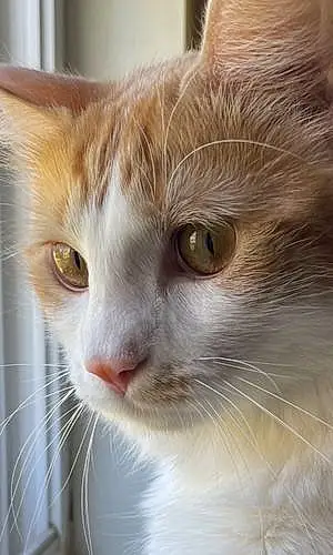 Name Turkish Angora Cat Cutie