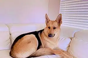 Name German Shepherd Dog Akela