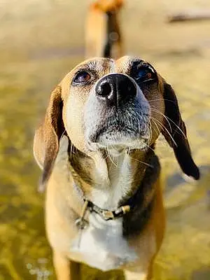 Name Beagle Dog Faye