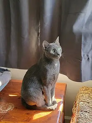 Russian Blue Cat Norman