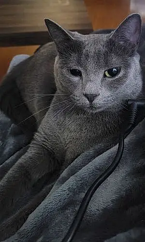 Russian Blue Cat Shiloah