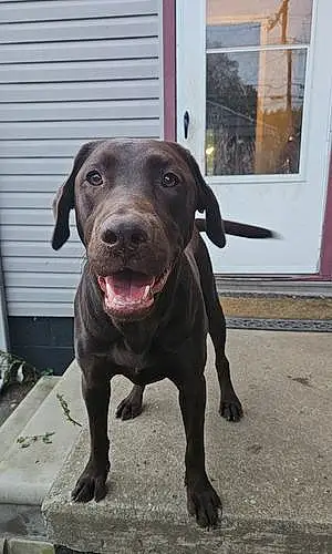 Name Labrador Retriever Dog Dex