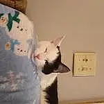 Cat, Felidae, Carnivore, Fawn, Small To Medium-sized Cats, Whiskers, Snout, Wood, Tail, Creative Arts, Domestic Short-haired Cat, Furry friends, Comfort, Room, Paper Product, Wall Plate, Paw