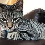 Cat, Felidae, Carnivore, Small To Medium-sized Cats, Whiskers, Grey, Snout, Comfort, Furry friends, Couch, Sitting, Paw, Domestic Short-haired Cat, Claw, Terrestrial Animal, Cat Supply