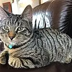 Cat, Felidae, Carnivore, Small To Medium-sized Cats, Grey, Comfort, Whiskers, Snout, Furry friends, Domestic Short-haired Cat, Couch, Terrestrial Animal, Window, Sitting, Tail, Claw