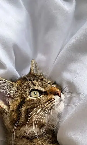 Name Tabby Cat Beatrice