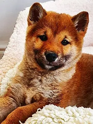 Firstname Shiba Dog Apollo