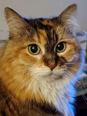 Tabby Cat Cam