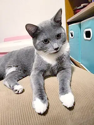 Russian Blue Cat Jack