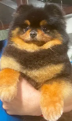 Name Pomeranian Dog Chop