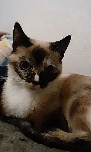Name Cat Gato