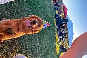 Name Golden Retriever Dog Bojangles