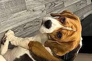 Name Beagle Dog Bagel