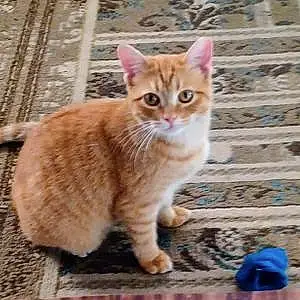 Tabby Cat Kitty