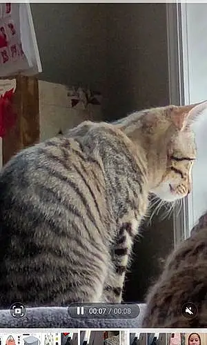 Tabby Cat Snicker