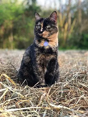 Tabby Cat Raya