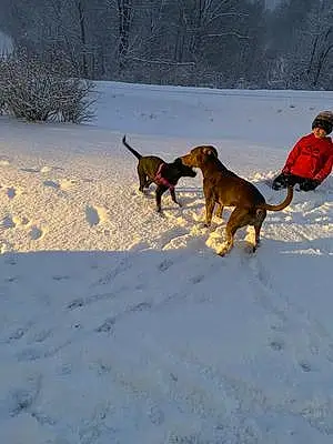 Winter Pit Bull Terrier Dog Rose And Chase
