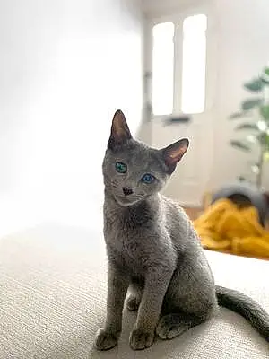 Russian Blue Cat Ajah