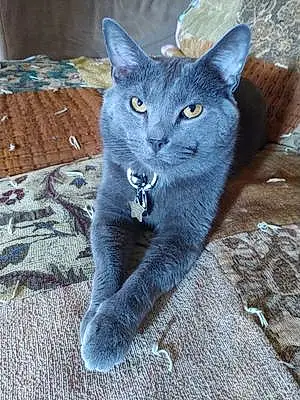 Russian Blue Cat Boo