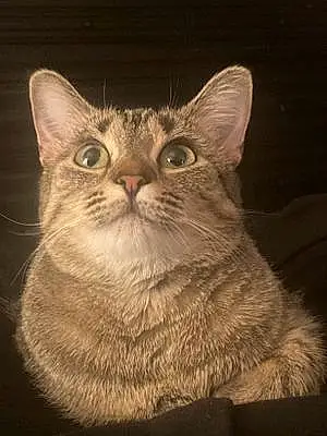 Tabby Cat Pinball