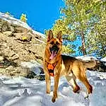 Dog, Sky, Snow, German Shepherd Dog, Dog breed, Carnivore, Dog Supply, Fawn, Tree, Plant, Winter, Recreation, Herding Dog, Canidae, East-european Shepherd, Pack Animal, Dog Hiking, Tail, Fun