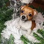 Dog, Dog breed, Carnivore, Christmas Tree, Fawn, Companion dog, Whiskers, Snout, Plant, Toy Dog, Event, Evergreen, Furry friends, Christmas, Conifer, Christmas Eve, Winter, Art, Liver
