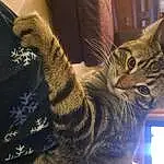 Cat, Sleeve, Felidae, Carnivore, Small To Medium-sized Cats, Whiskers, Furry friends, Domestic Short-haired Cat, Comfort, Window, Pattern, Paw, Sitting, Military Camouflage