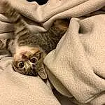 Brown, Cat, Comfort, Felidae, Carnivore, Small To Medium-sized Cats, Grey, Whiskers, Fawn, Beige, Linens, Bedding, Furry friends, Bed Sheet, Domestic Short-haired Cat, Paw, Pattern, Bed, Nap, Terrestrial Animal