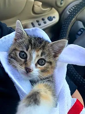 Tabby Cat Trixie