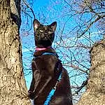 Plant, Sky, Cat, Tree, Dog breed, Carnivore, Felidae, Collar, Sculpture, Fawn, Small To Medium-sized Cats, Whiskers, Woody Plant, Tail, Dog Collar, Trunk, Electric Blue, Snout, Twig