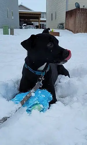 Winter Dog Axel
