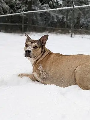 Winter Pit Bull Terrier Dog Nuko