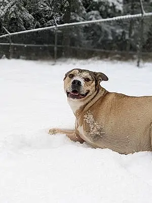 Winter Pit Bull Terrier Dog Nuko