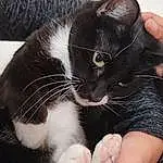 Head, Hand, Cat, Eyes, Felidae, Comfort, Carnivore, Small To Medium-sized Cats, Gesture, Finger, Whiskers, Lap, Snout, Foot, Nail, Thumb, Domestic Short-haired Cat, Furry friends, Sitting, Paw
