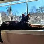 Cat, Window, Plant, Sky, Tree, Comfort, Carnivore, Felidae, Couch, Interior Design, Dress, Small To Medium-sized Cats, Whiskers, Window Blind, House, Tints And Shades, Tail, Window Treatment
