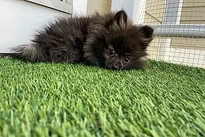 Name Pomeranian Dog Aiko