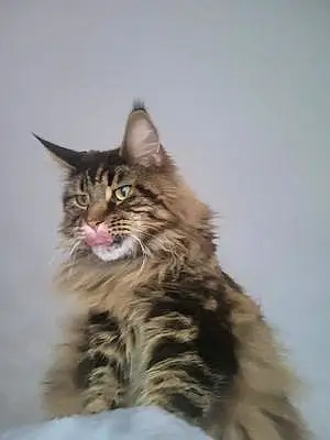 Name Maine Coon Cat Bugsy