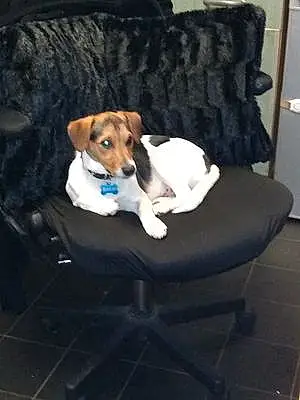 Jack Russell Dog Rolo