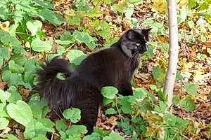 Oriental Longhair Cat Mia