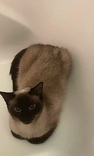 Name Siamese Cat Florence