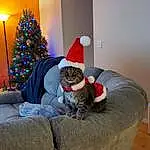 Christmas Tree, Couch, Furniture, Cat, Comfort, Textile, Carnivore, Christmas Ornament, Grey, Fawn, Holiday Ornament, Chair, Felidae, Whiskers, Living Room, Tree, Lap, Companion dog, Small To Medium-sized Cats