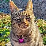 Cat, Felidae, Carnivore, Small To Medium-sized Cats, Whiskers, Iris, Plant, Fawn, Terrestrial Animal, Grass, Collar, Snout, Water, Tree, Furry friends, Lynx, Domestic Short-haired Cat, Groundcover, Tail