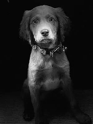 Weimaraner Dog Roscoe