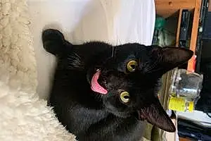 Name Cat Dracula