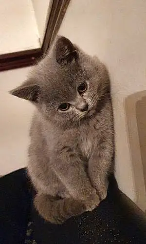 Name British Shorthair Cat Cloudy